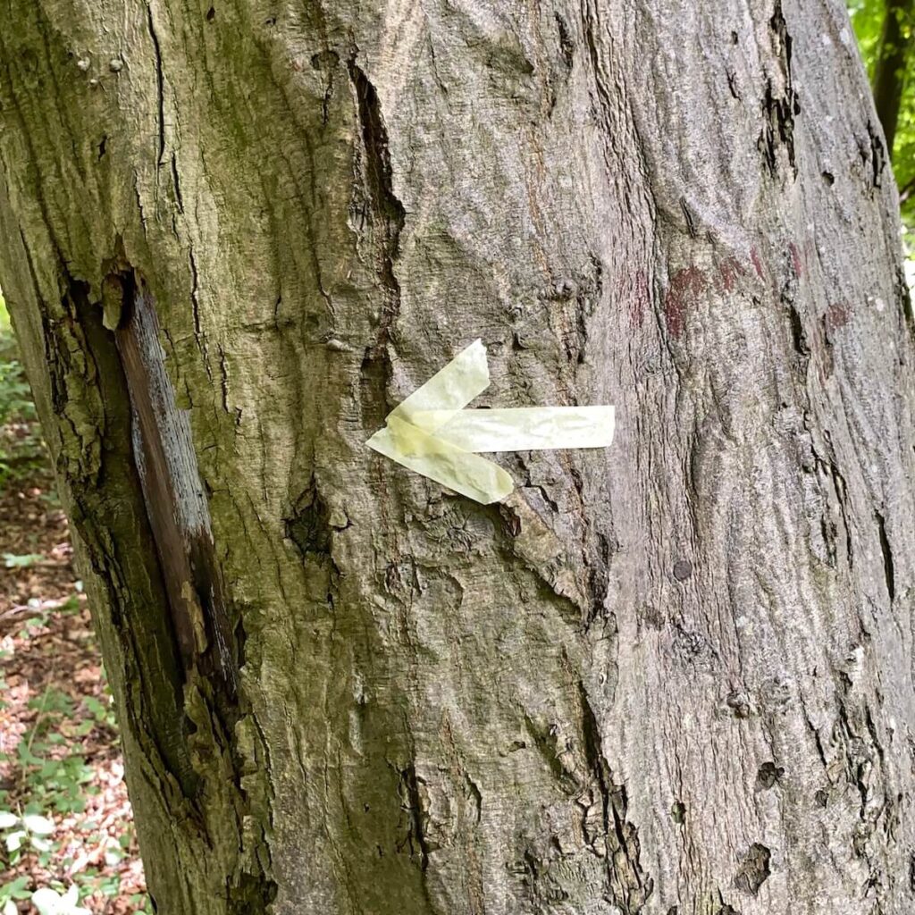 schatzsuche-hinweiis-pfeil